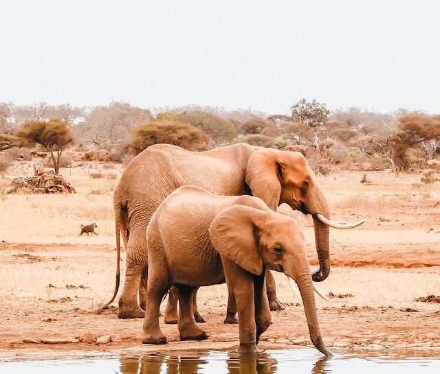 The Top 5 Safest Countries to Visit in Africa