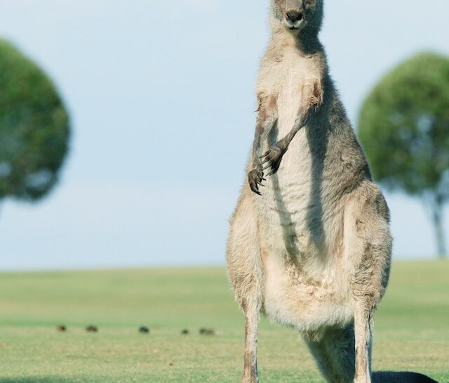 Discovering Aboriginal Culture: A Journey Through Australia's History