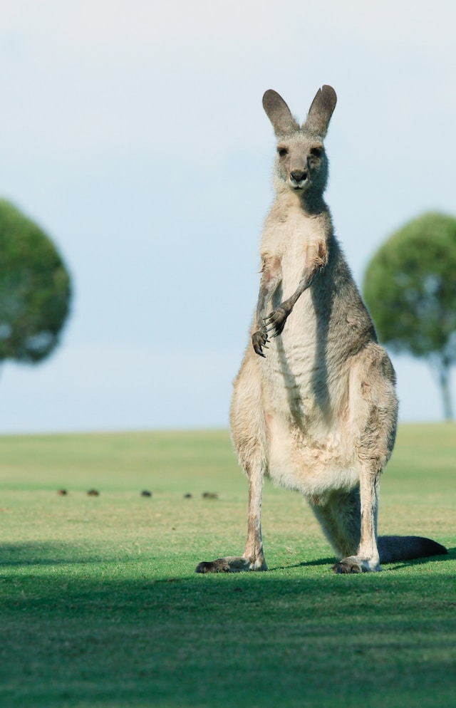 Discovering Aboriginal Culture: A Journey Through Australia's History