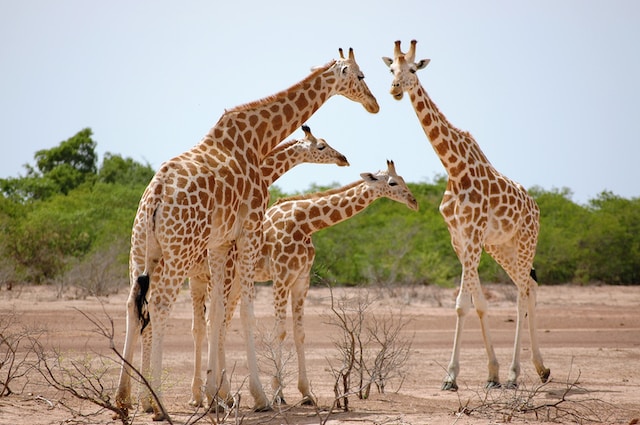 Unveiling the Natural Wonders of Niger: A Visual Journey