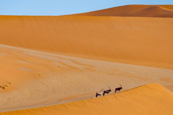 Exploring the Cultural Richness of Africa: A Journey Through Tradition and Diversity