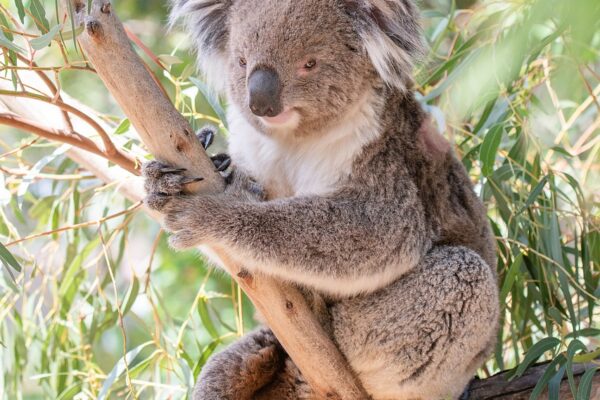 Unveiling the Natural Wonders of Australia: From the Great Barrier Reef to the Outback