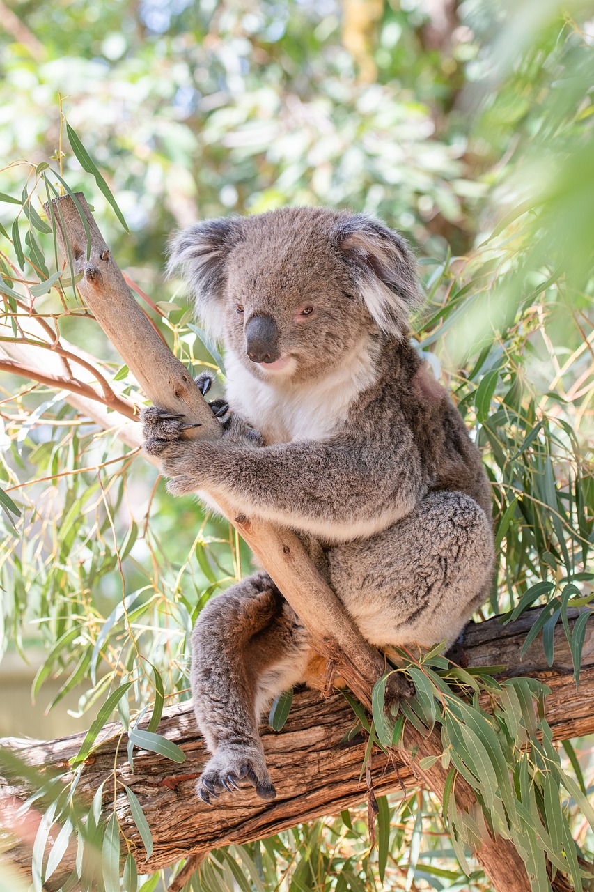 Unveiling the Natural Wonders of Australia: From the Great Barrier Reef to the Outback