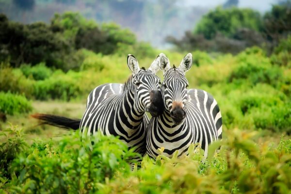 Exploring the Diverse Cultures of Africa: A Journey Through Tradition and Heritage